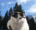 Japanischer Bobtail