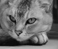 Burmilla