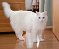 Céleste