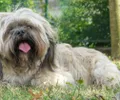 Lhassa apso