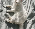 Türkisch Angora