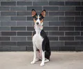 Basenji