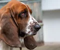 Basset Artesiano-Normando