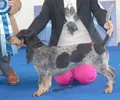 Basset Azul da Gasconha