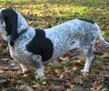 Basset bleu de Gascogne