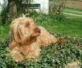 Basset Fauve da Bretanha