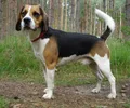 Beagle-Harrier