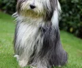 Bearded Collie