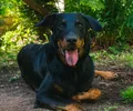 Beauceron