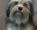 Pequeno Cão Leão