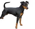 Pinscher nain