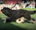 Cão da Serra de Aires
