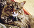 American Bobtail