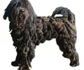 Cão pastor de Bergamo