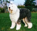 Bobtail