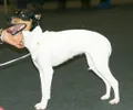 Ratonero Bodeguero Andaluz