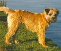 Border Terrier