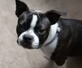 Boston Terrier
