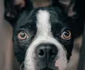 Boston terrier