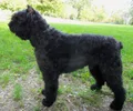 Bouvier des Flandres