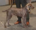 Braco Eslovaco de Pelo Duro