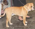Bulldog Continental