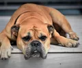 Bulldog continental