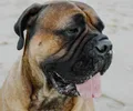 Bullmastiff