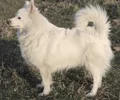 Spitz allemand