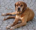 Braco Português