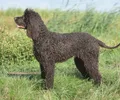 Spaniel de água irlandês