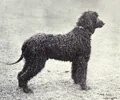 Chien d'eau irlandais