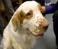 Clumber Spaniel