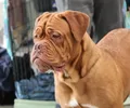 Dogue de Bordeaux