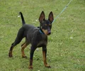 English Toy Terrier