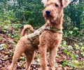 Terrier Irlandês