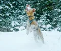 Lakeland Terrier