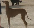 Azawakh