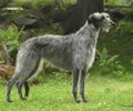 Deerhound Escocês