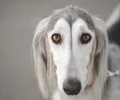 Saluki