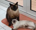 Siamese
