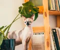 Sphynx