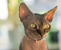Sphynx