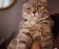 Scottish Fold