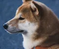 Shiba inu