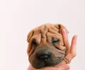 Shar-Pei
