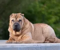 Shar-pei