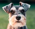Schnauzer