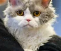 Selkirk Rex