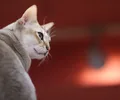 Singapura